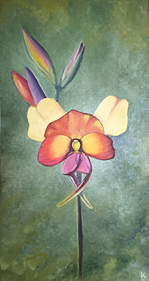 Donkey Orchid